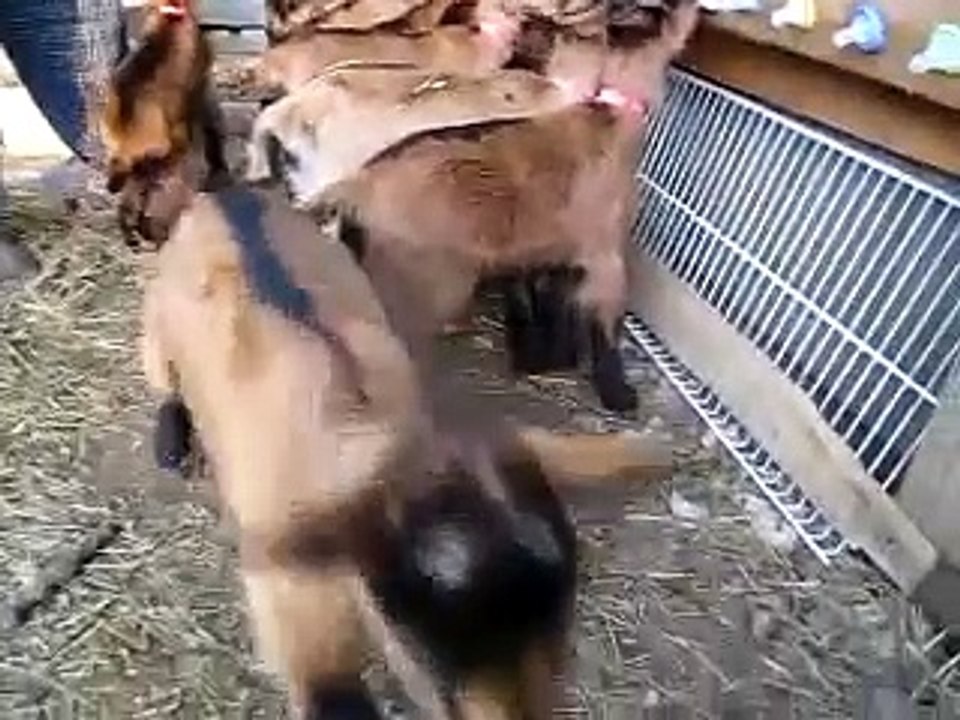 goat feeder