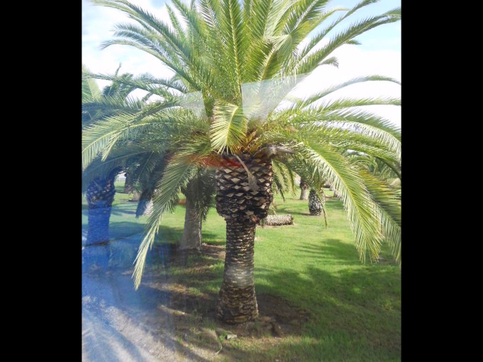 Séville  ( Andalousie ) Sept 2014