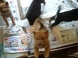 Seven puppies of red and black shiba inus