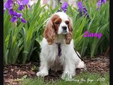 Greater Chicago Cavalier Rescue 2013 Adoptions