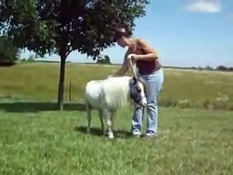 Little Man 7 Parelli games