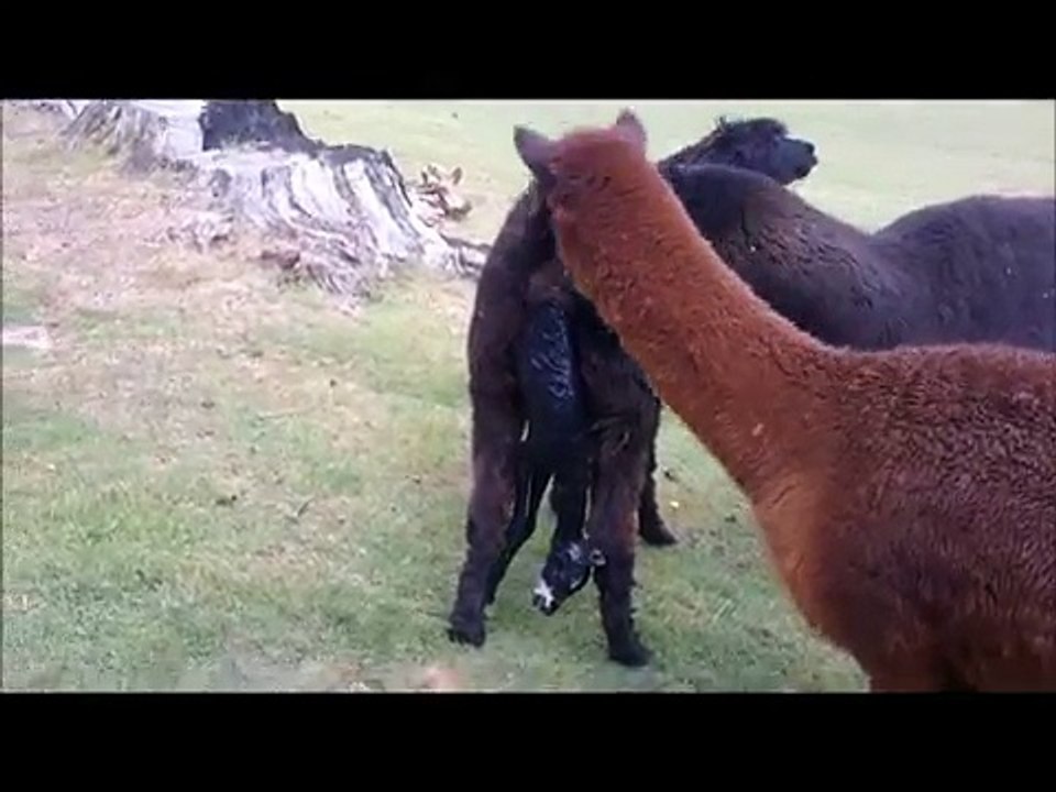 Alpaca birth: Introducing Bee Sting