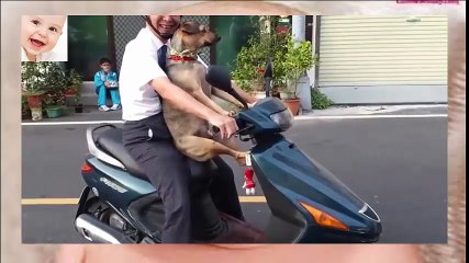 Funny Animals Sitting Like Humans So Cute