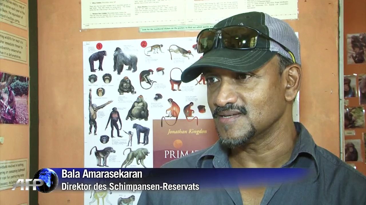 Schimpansen-reservat in sierra leone übersteht ebola-epidemie