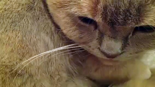 ASMR - Violet The Cat Purring (Sleep And Relaxation)