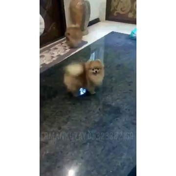 Satilik Pomeranian Boo Yavrusu - 05323382169 satilikpomeranian.com