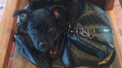 Robin Thicke's dog keeps eating his pot