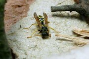 28.th day - Polistes dominula - nestbuilding and activities