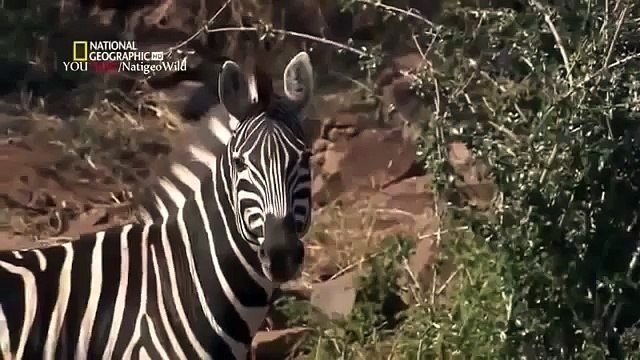 Animal Planet 2015 Discovery Channel Wildlife Animals Lion Documentary 720 HD