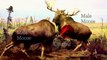 Why Moose Fight | Diorama | PBS Digital Studios