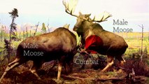 Why Moose Fight | Diorama | PBS Digital Studios