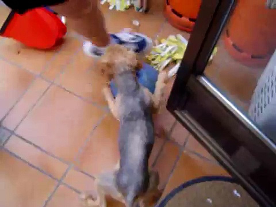 dog ball - la pelota es del perro