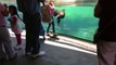 Little Girl and Sea Lion play tag. Sea Lion worried about Little Girl. ORIGINAL VIDEO[1]