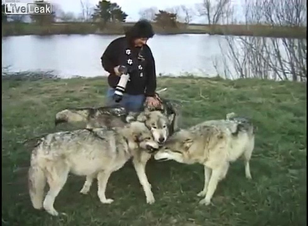 Бесстрашный фотограф и волки