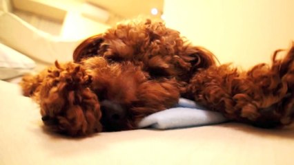 Run out of energy halfway 遊び疲れて行き倒れのように眠ってしまいました