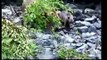 GRIZZLY BEAR CUB SWIMS WITH DUCKS & OTHER COOL ALASKA BEARS