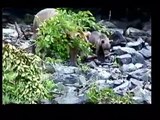 GRIZZLY BEAR CUB SWIMS WITH DUCKS & OTHER COOL ALASKA BEARS