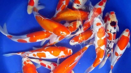 Cá Koi Jumbo size 40 - 50cm