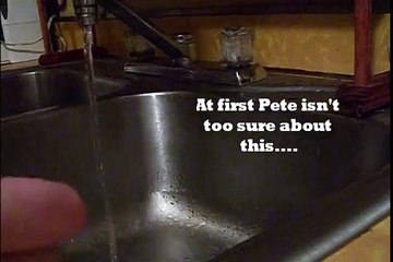 Budgie Bird Bath (Pete, Bert, Kya & Katie)