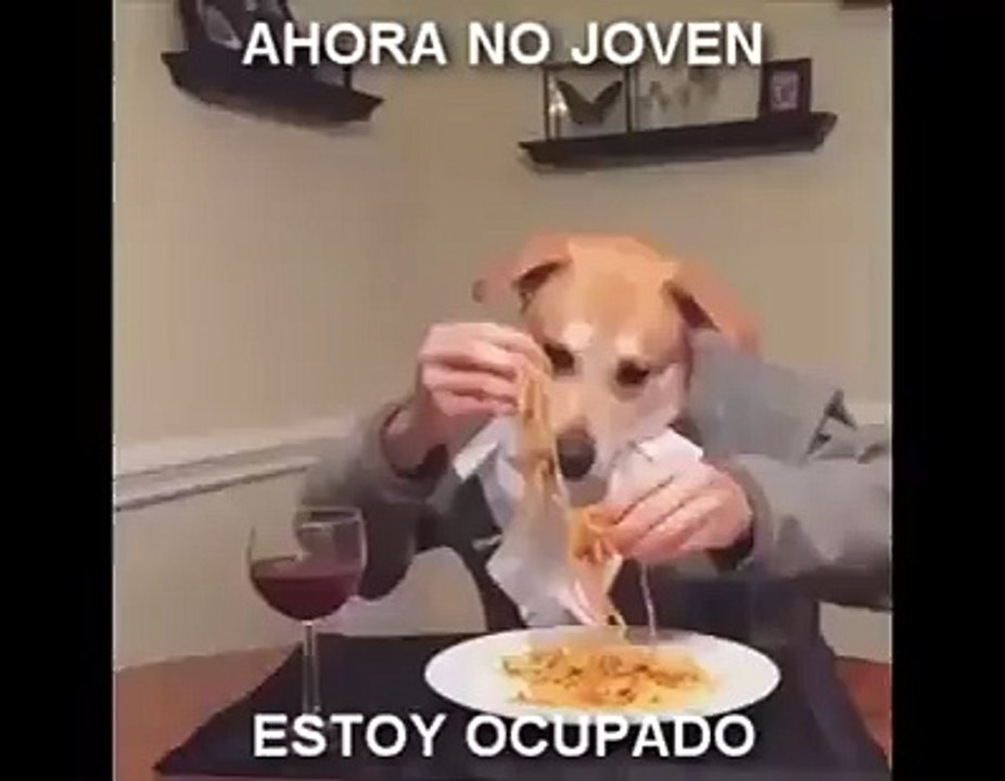 Vida De Perros - Videos Graciosos :D