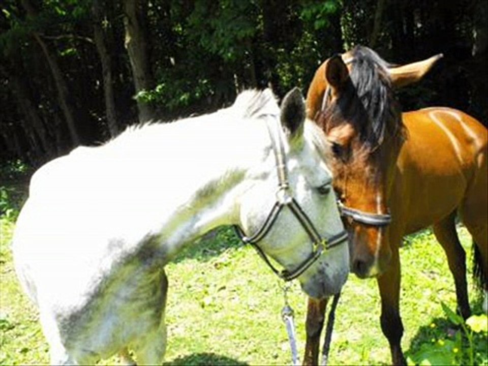 Under Cover D'Es Le Plus Beau Cheval Du Monde !!!!!!!!!!