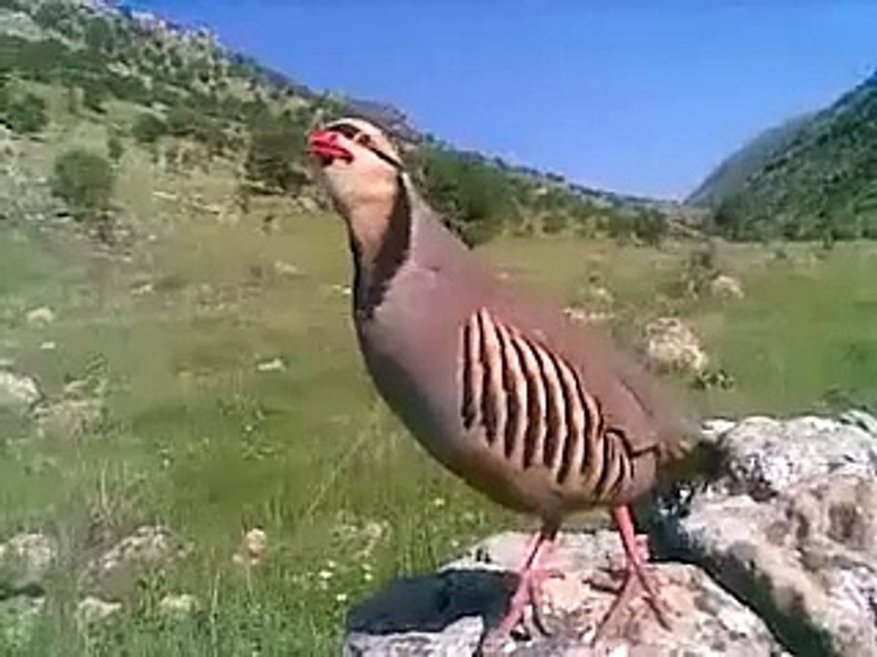 MUKHTAR KAKAR PRESENTS .ZARK ,a beautiful bird found in Toba kakari,Pishin,pakistan