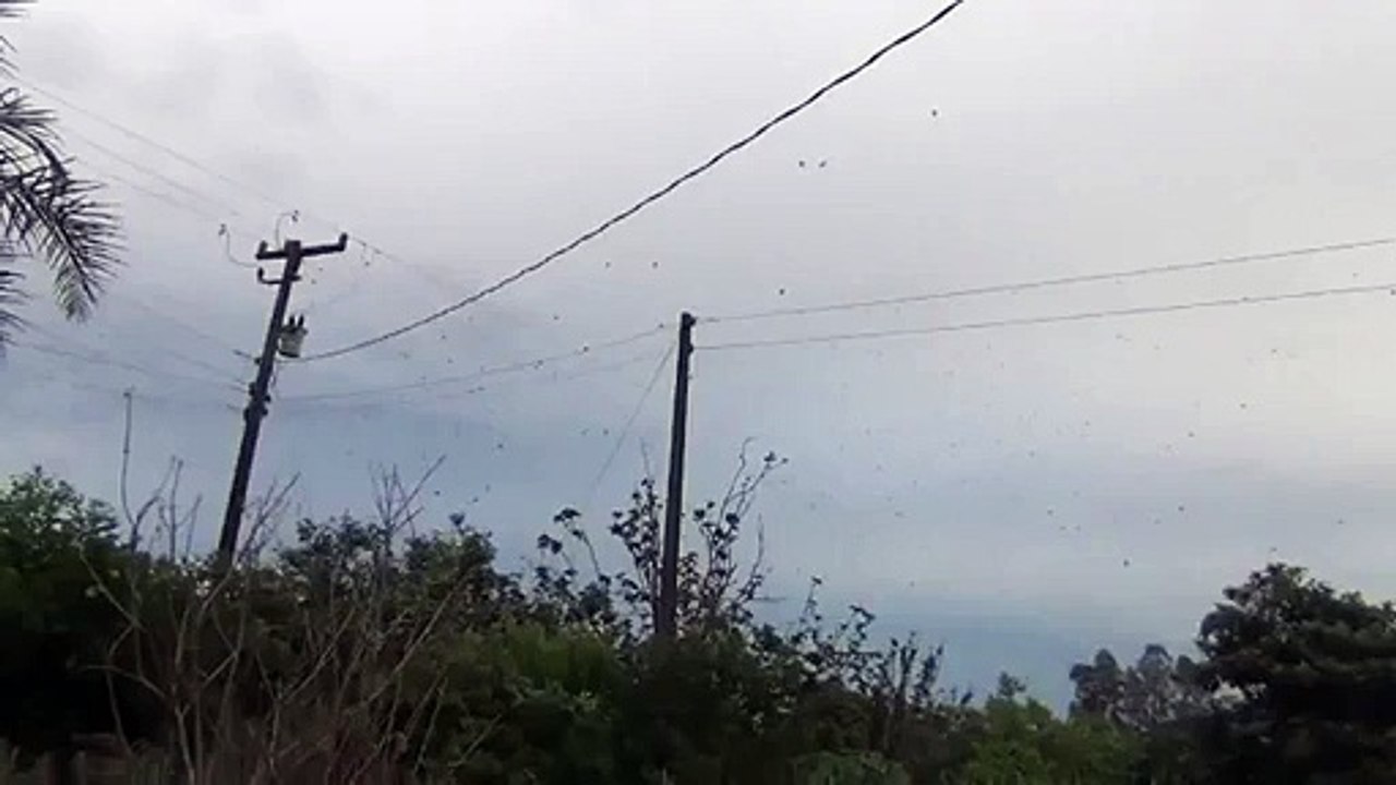 Rain Of Spiders