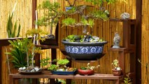 Miniature Plants That Will Beautify Your Home Decor - Bonsai Trees