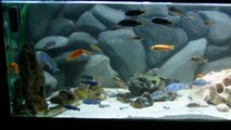 900 Liters Malawi Aquarium