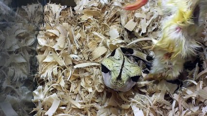 Gaboon viper eating two chicks.
