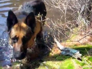 My Three Legged German Shepherd goes for a swim