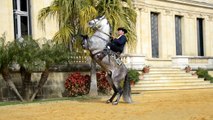 Cómo bailan los caballos andaluces