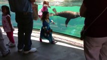 Little Girl and Sea Lion play tag. Sea Lion worried about Little Girl. ORIGINAL VIDEO