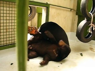 The integration of Om and Ah Chong the sun bears at BSBCC.wmv