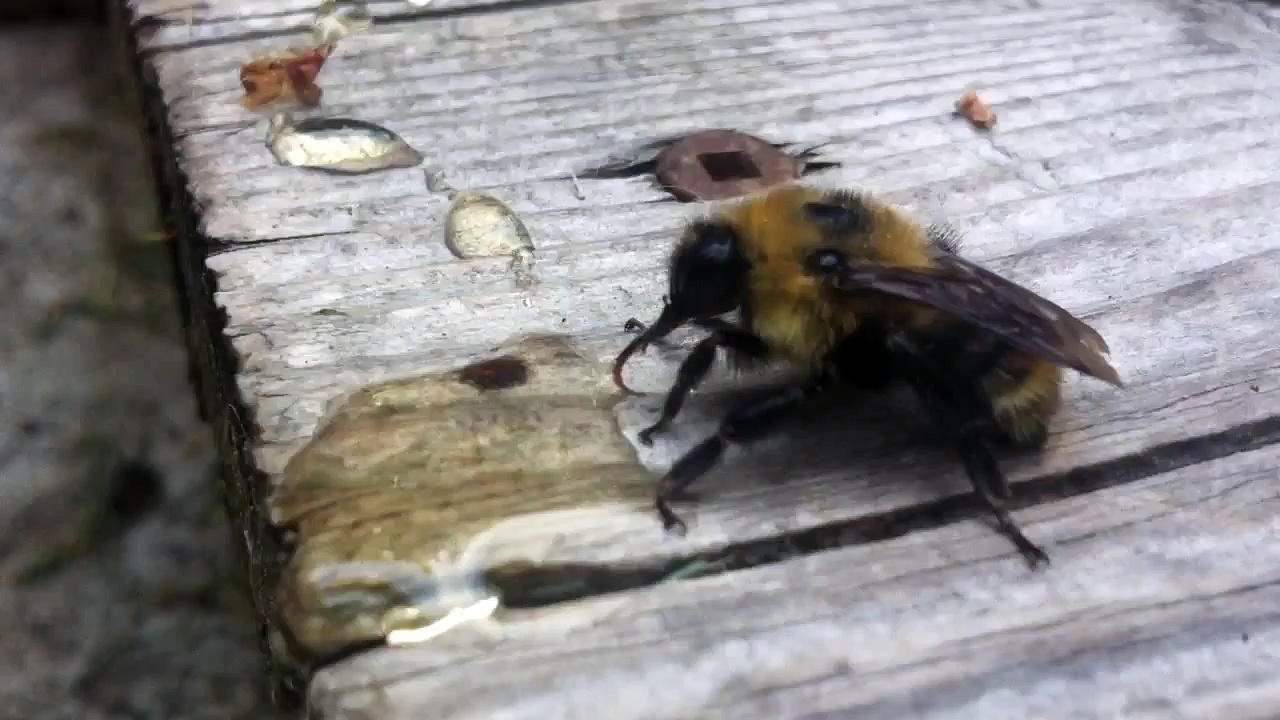 Bee drinking honey