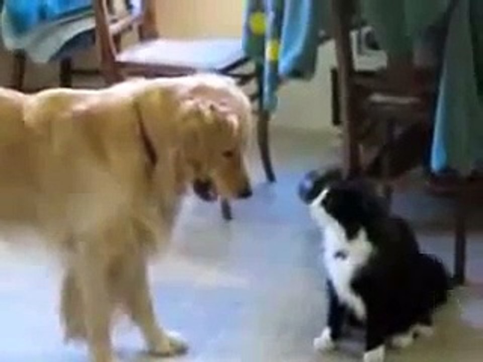 Dog & Cat Playing