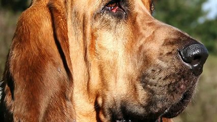bloodhound dogs 101