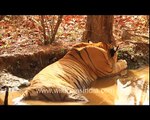 Tiger cooling off in Ranthambore National Park