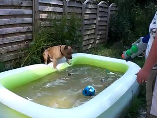 am. stafford heeft lol in het zwembad(je)