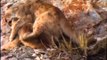 Kittens Gone Wild - Rare Footage of Wild Cougar Kittens