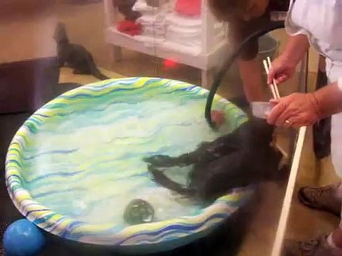 Feeding the baby otters.