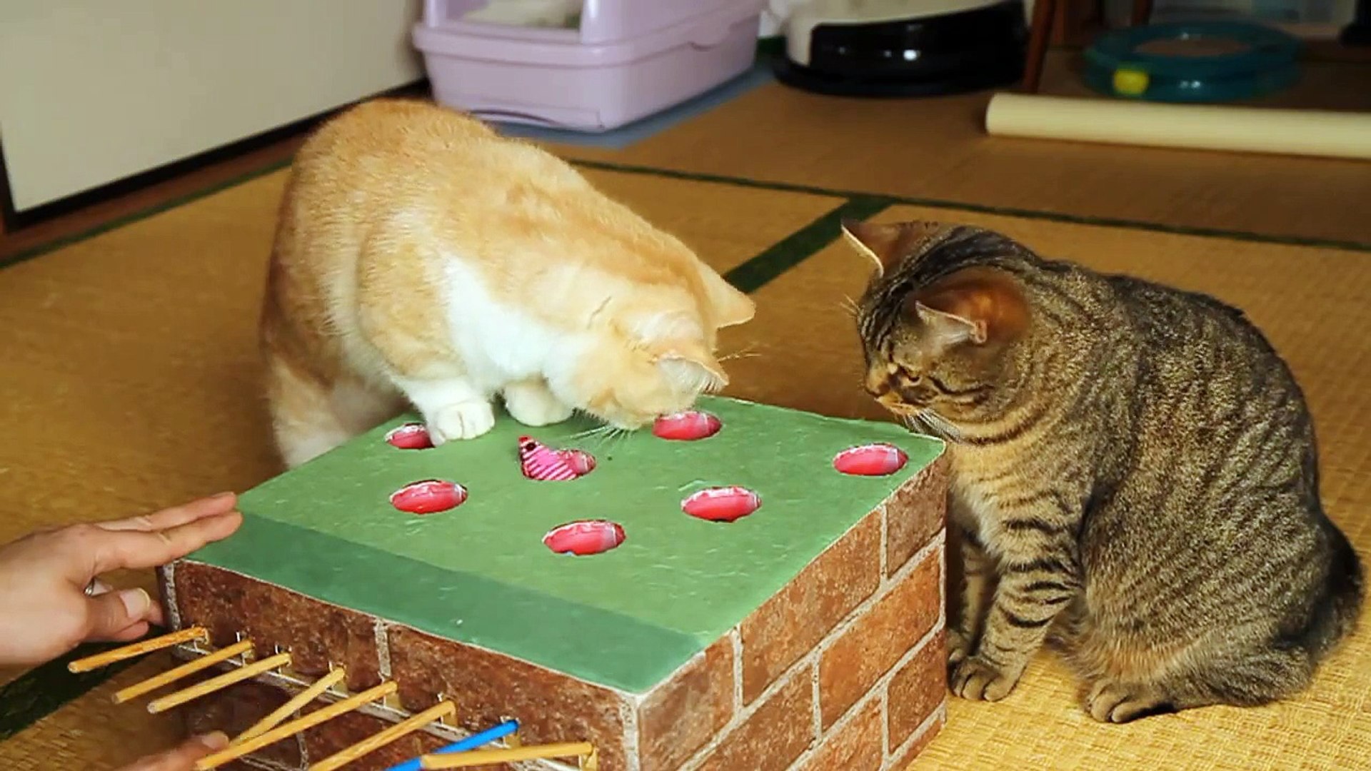 Cats playing Whac-A-Mole