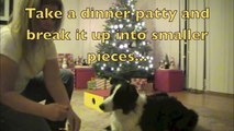 Platform Side Stepping Trick - Using Stella & Chewy's Dinners: Dog Training