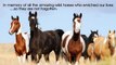 Trailer Wild Horses Understanding the Natural Lives of Horses