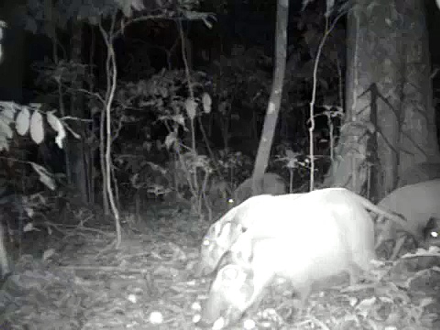 Red River Hogs from Republic of Congo