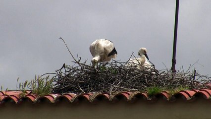 nido cigueñas en campanario de valladolid