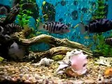 CONVICTS ZEBRA CICHLIDS HOME BRED TROPICAL FISH