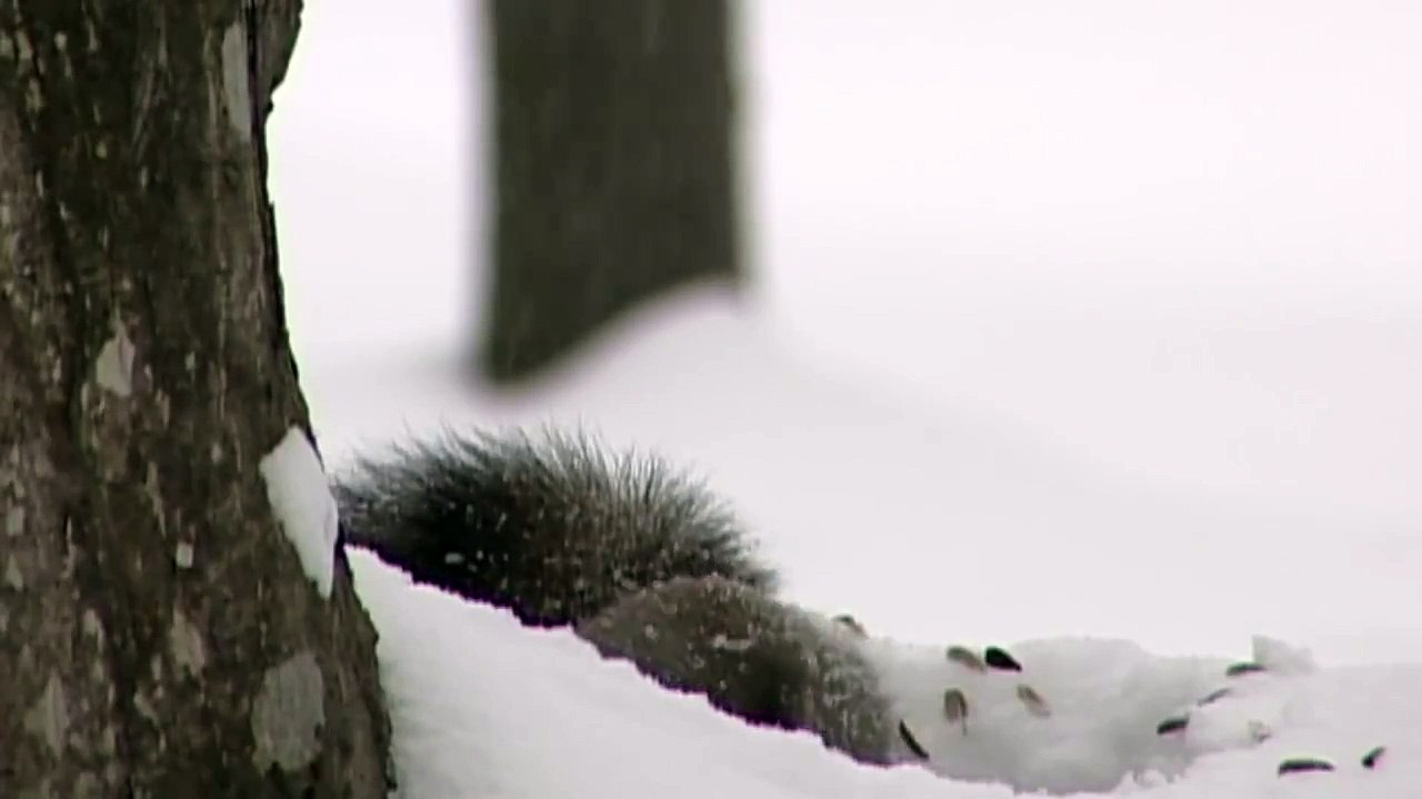 雪の中の元気なエゾリス　Energetic squirrel in snow