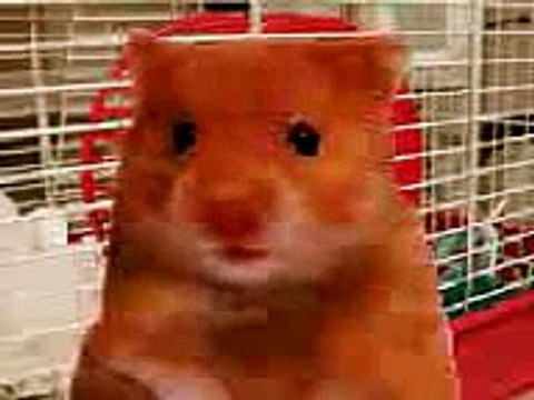 ORIGINAL swearing harry the hamster dating video