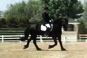 Ritske R. Friesian Stallion : Dressage/English Riding